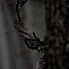 a black and white photo of a deer's head