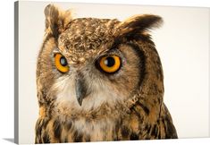 an owl with yellow eyes is looking at the camera while standing in front of a white background