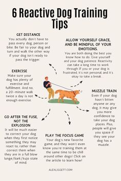 a poster with instructions on how to train your dog for the first time in five minutes