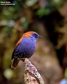 a colorful bird sitting on top of a tree branch