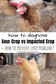 how to diagnoe sour crop vs impacted crop and how to prevent crop problems