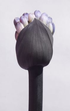 a close up of a purple and white flower on top of a black pole in the air