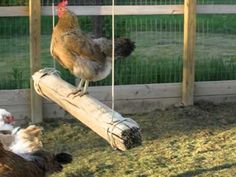 a chicken standing on top of a log next to other chickens