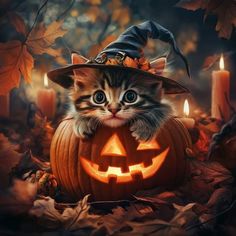 a kitten wearing a witches hat sitting on top of a pumpkin