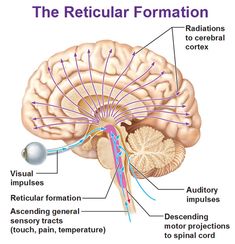 the reticular formation of the human brain is shown in this diagram, with labels on