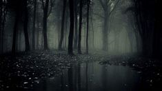 a dark forest filled with lots of trees and leaves next to a body of water