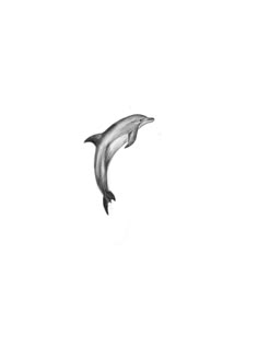 a black and white photo of a dolphin jumping in the air