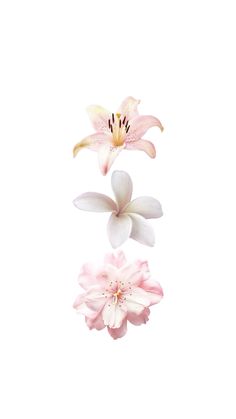 three pink and white flowers floating in the air