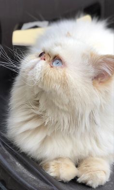 a fluffy white cat laying on top of a car seat looking up at the sky