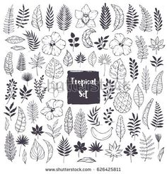 tropical plants and leaves in black and white on a white background with the words tropical set