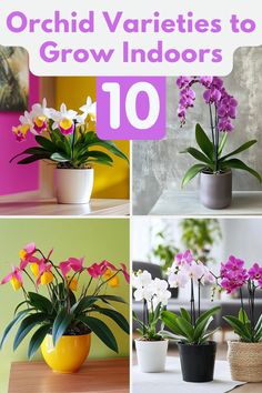 orchids and other flowers in pots with text overlay that reads orchid varieties to grow indoors 10