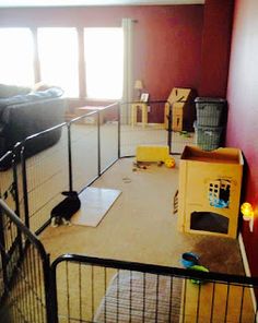 a cat is sitting on the floor next to a caged in area with toys