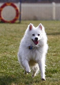 a small white dog running in the grass