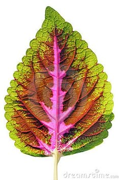 a colorful leaf on a white background