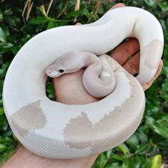 a person holding a large white snake in their hand