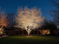 a tree lit up at night in the yard