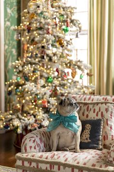 a pug dog sitting on a chair in front of a christmas tree with lights