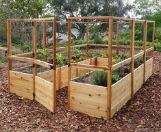 several wooden raised garden beds with plants growing in the center and on each side, surrounded by mulch