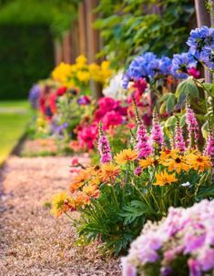 A cottage garden with colorful flowers, including orange cosmos, pink foxgloves, and blue hydrangeas, bordering a wooden fence. Wooden Fences, Flower Borders, Flower Border