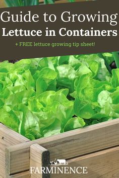 lettuce growing in containers with the title guide to growing lettuce in containers