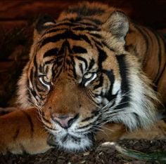 a tiger laying down on the ground with its eyes open and it's head turned to the side