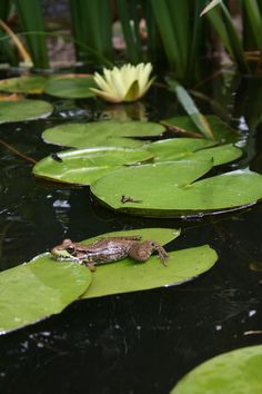 a frog sitting on top of lily pads in a pond