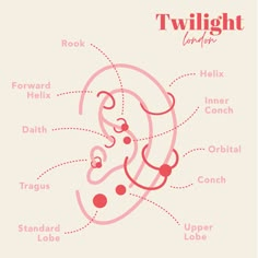 the anatomy of an animal's stomach and its major functions, including their names