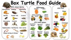 the box turtle food guide is shown here