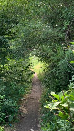 a dirt path surrounded by trees and bushes