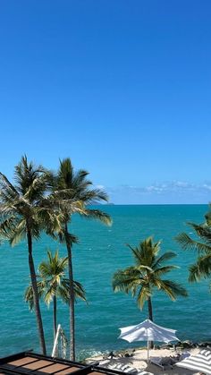 palm trees and umbrellas on the beach