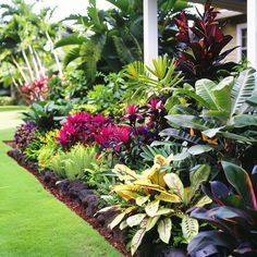 an assortment of tropical plants and flowers in a garden bed on the side of a house