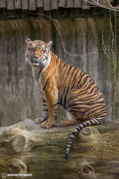 a tiger sitting on top of a log