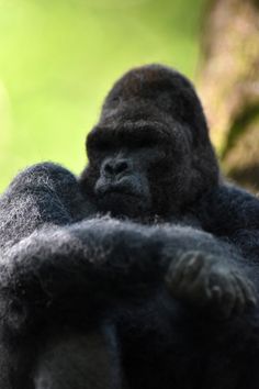 a black gorilla sitting on top of a tree