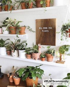 What pots to use for indoor plants! Home Flower Arrangements, Air Purifying House Plants, Home Air Purifier, Living Vintage, Plant Decor Indoor, House Plants Decor, House Plant Care, House Plants Indoor, Plant Shelves