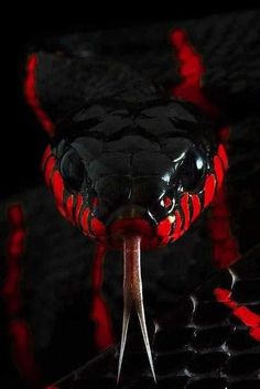 a red and black snake with it's tongue sticking out from its mouth, in the dark