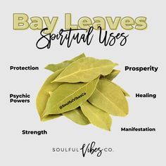 Burn Bay Leaves, Herbs For Protection, Tea Health, Tea Health Benefits