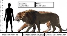 the lion and tiger are compared to each other in this diagram, which shows their size