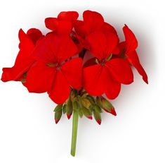 a bunch of red flowers on a white background