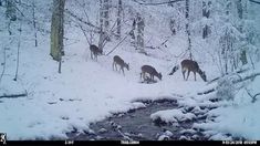 some deer are standing in the snow near a stream