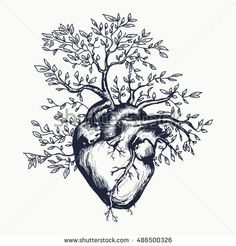 the human heart is surrounded by branches and leaves, vintage engraved engraving style stock photo