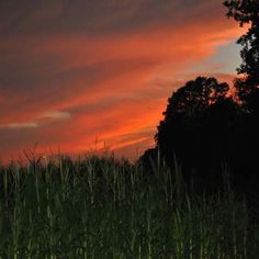 the sun is setting over some tall grass