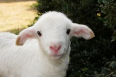 a close up of a small white sheep in front of some bushes and grass with one eye open