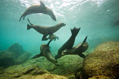 four sea lions swimming in the ocean