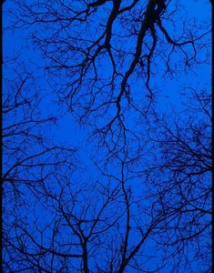 Sky, trees, blue hour, evening Aesthetic Nightcore, Evening Photography, Blue Aesthetic Dark, In The Pale Moonlight, Night Vibes, Blue Dream, Blue Bedding