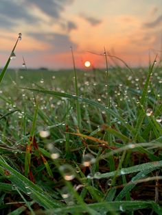 the sun is setting behind some grass with drops of water on it and in the foreground