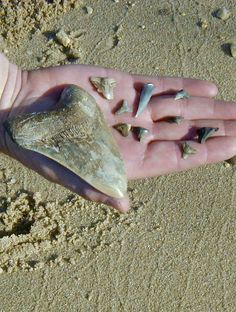 a person's hand holding something in the sand