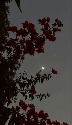 the moon is seen through some red flowers