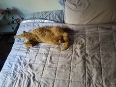 an orange cat laying on top of a bed