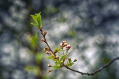 a branch with small flowers on it in front of some blurry trees and sky