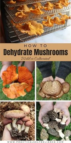 how to dehydrate mushrooms in your garden